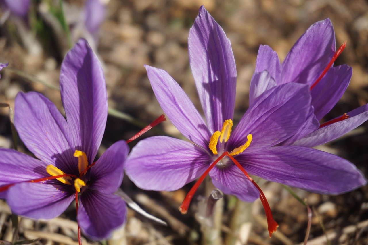 saffron, flower background, nature, crocus sativus, harvest, flower wallpaper, flowers of saffron, fall, spice, flowers, beautiful flowers, poitiers, plantation-2828531.jpg